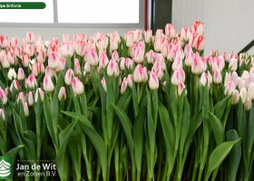 Tulipa Sinfonie ® (2)